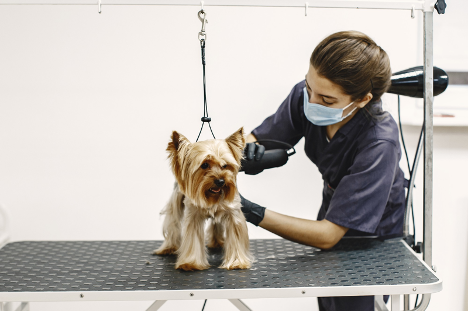 Puppy Grooming 101: What New Dog Owners Need to Know About Caring for Their Young Pup